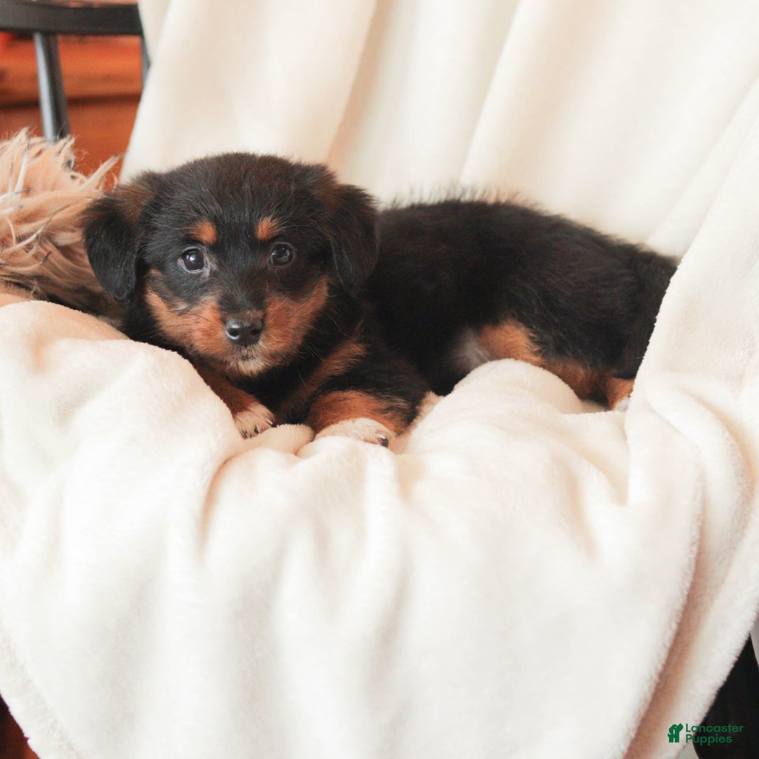 Mixed Breed dogs for sale: Nellie  - Ad 3