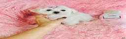 Maltese dogs for sale: Maltese Puppy 1 - Ad 2