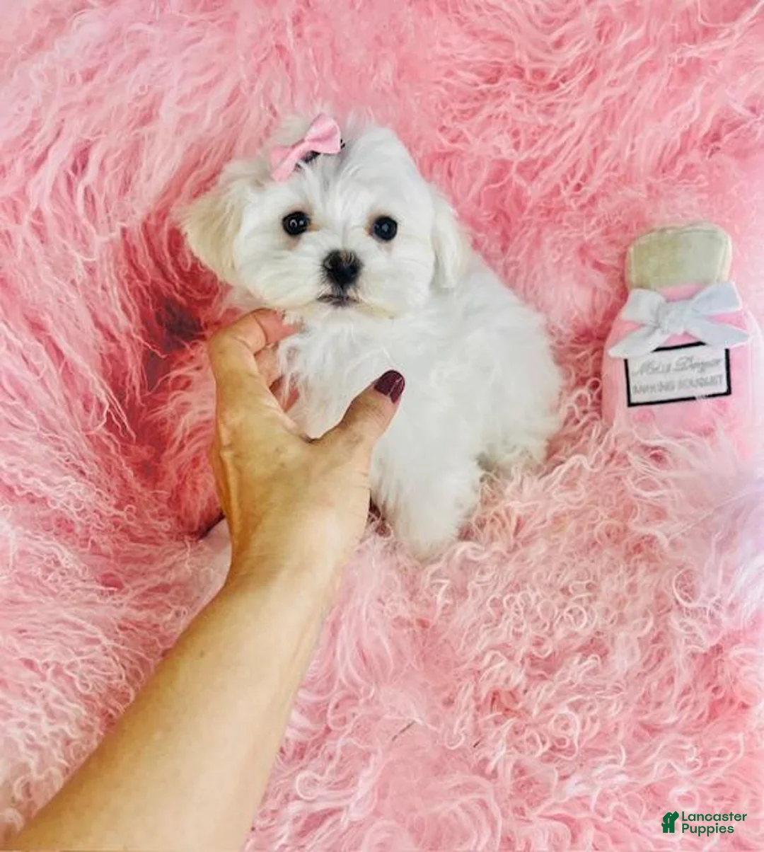 Maltese dogs for sale: Maltese Puppy 1 - Ad 2