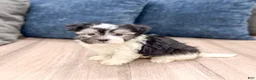 Havanese dogs for sale: Hugo - Ad 4
