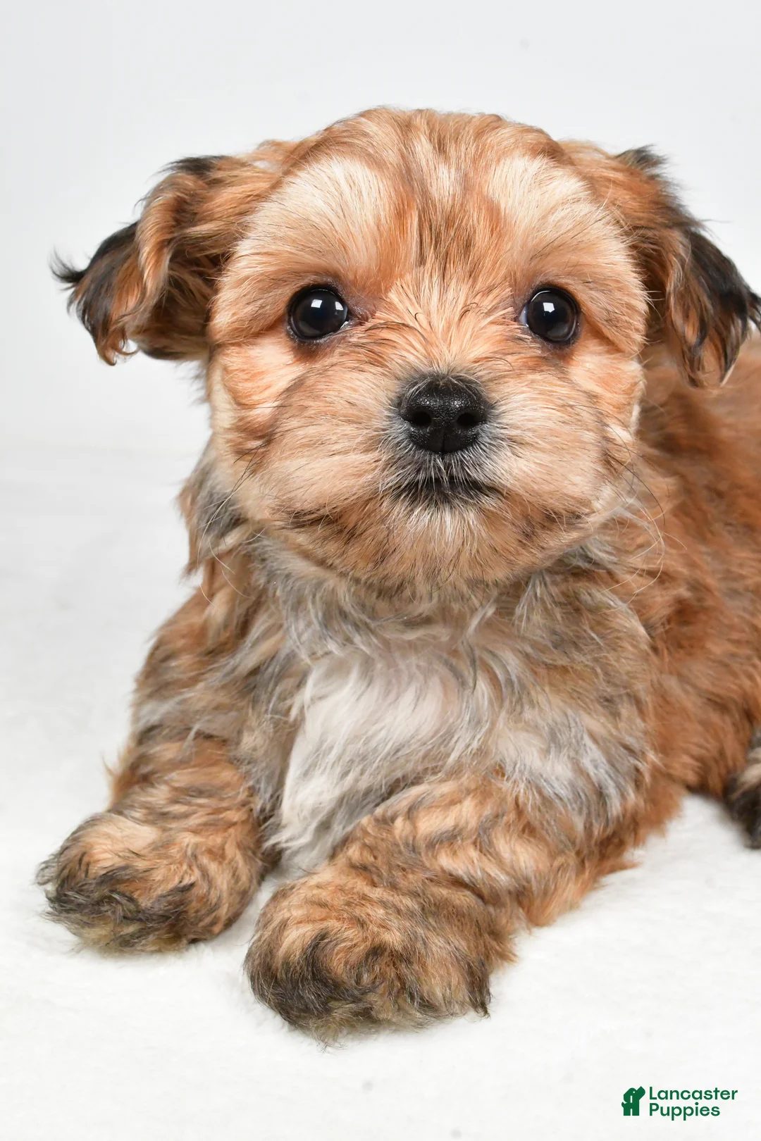 Morkie dogs for sale: Daryl - Ad 3