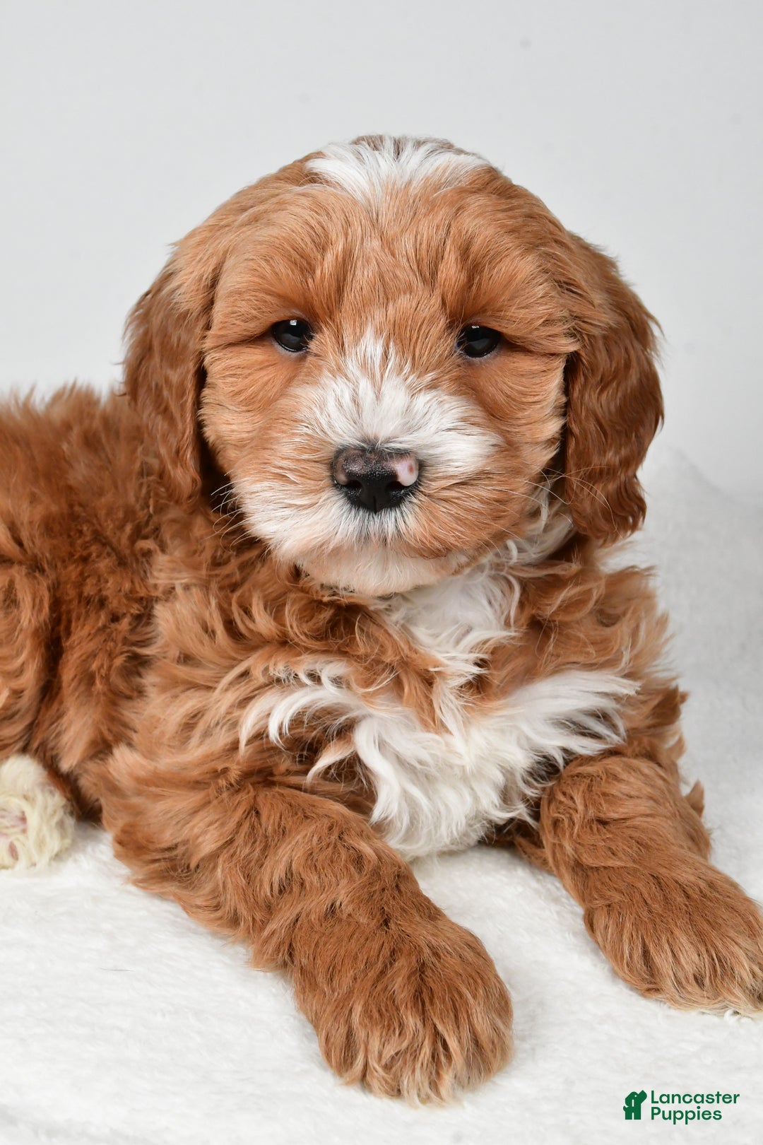 Mini Goldendoodle dogs for sale: Dasher - Ad 6