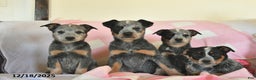 Australian Cattle Dog dogs for sale: Sandy  - Ad 3