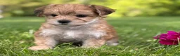 Morkie dogs for sale: Bradley  - Ad 6