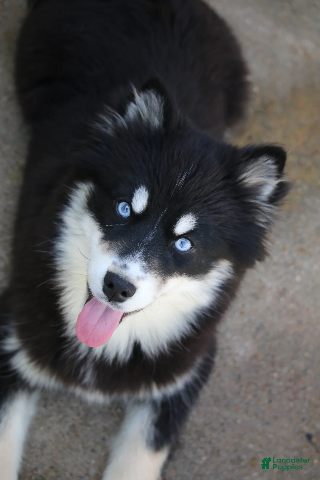 Pomsky dogs for sale: Hope - Ad 2