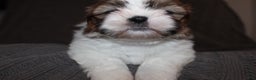 Shih Tzu dogs for sale: Lucy - Ad 2