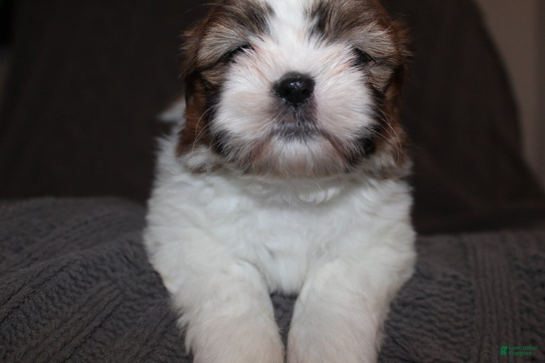 Shih Tzu dogs for sale: Lucy - Ad 2