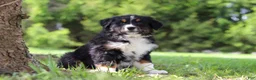 Bernese Mountain Dog dogs for sale: Spencer - Ad 5