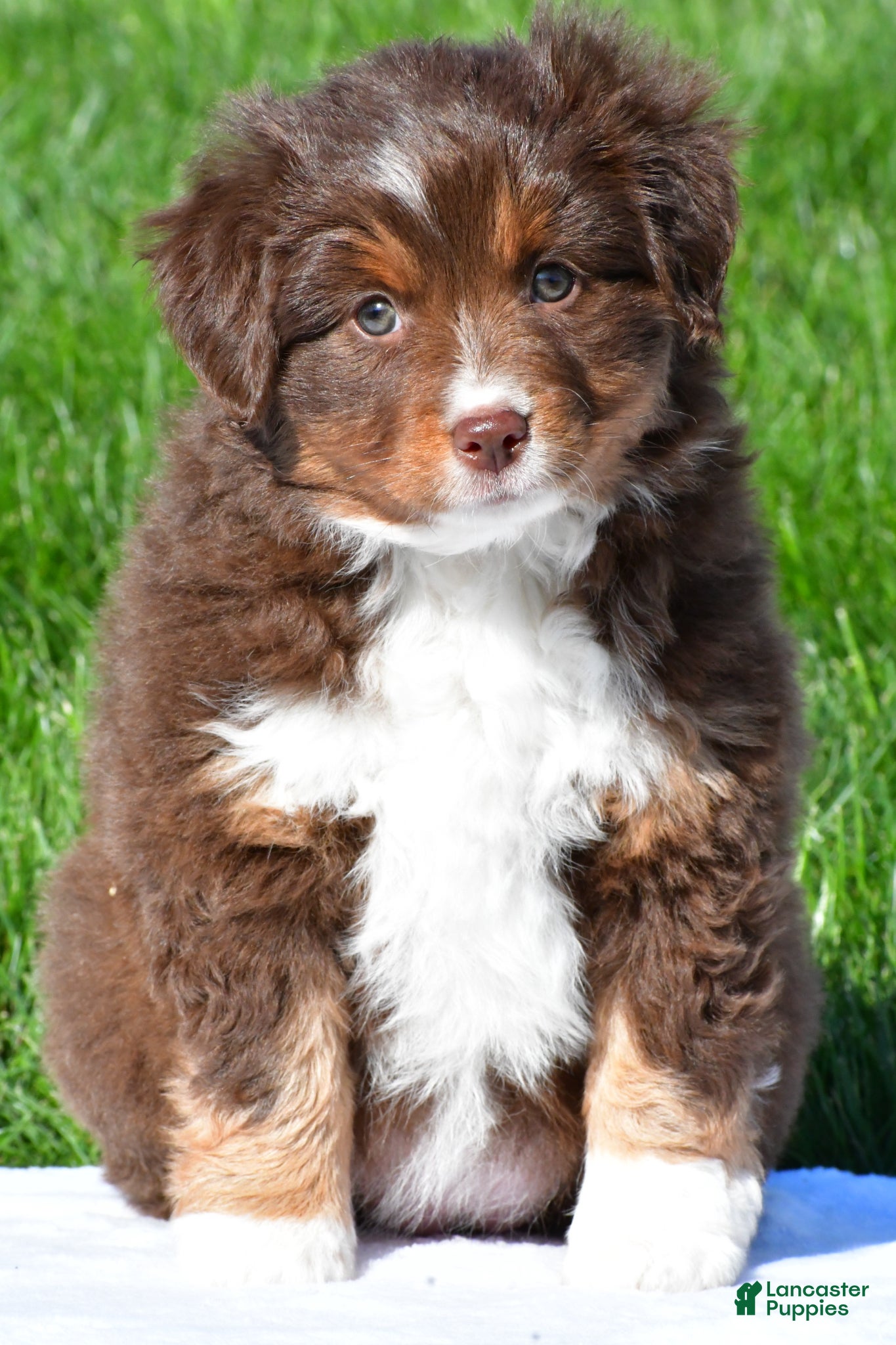 Miniature Australian Shepherd dogs Tammy - Ad 1
