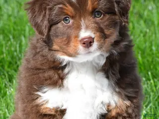 Miniature Australian Shepherd dogs for sale: Tammy - Ad 1