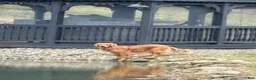 Golden Retriever dogs for sale: Golden Retriever Puppy 1 - Ad 9
