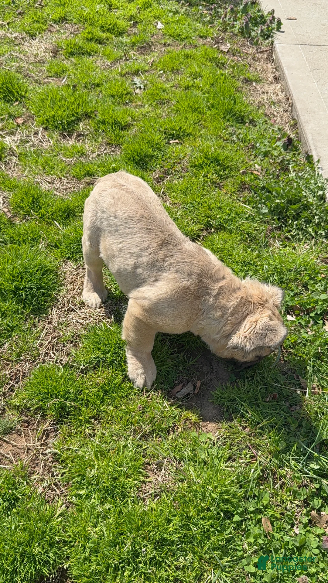 French Bulldog dogs for sale: Teddy - Ad 2