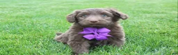 Mini Aussiedoodle dogs for sale: Charlie - Ad 4
