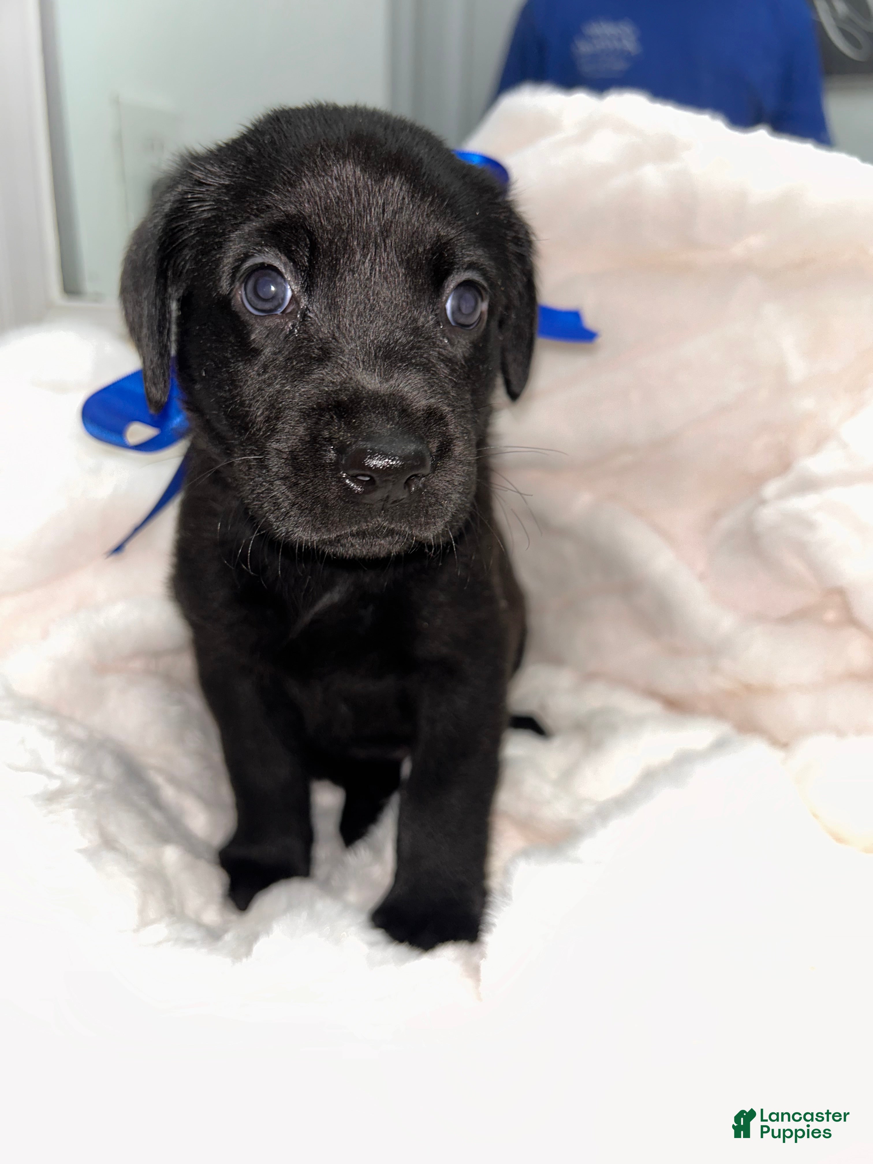 Labrador Retriever dogs Labrador Retriever 9 - Ad 1