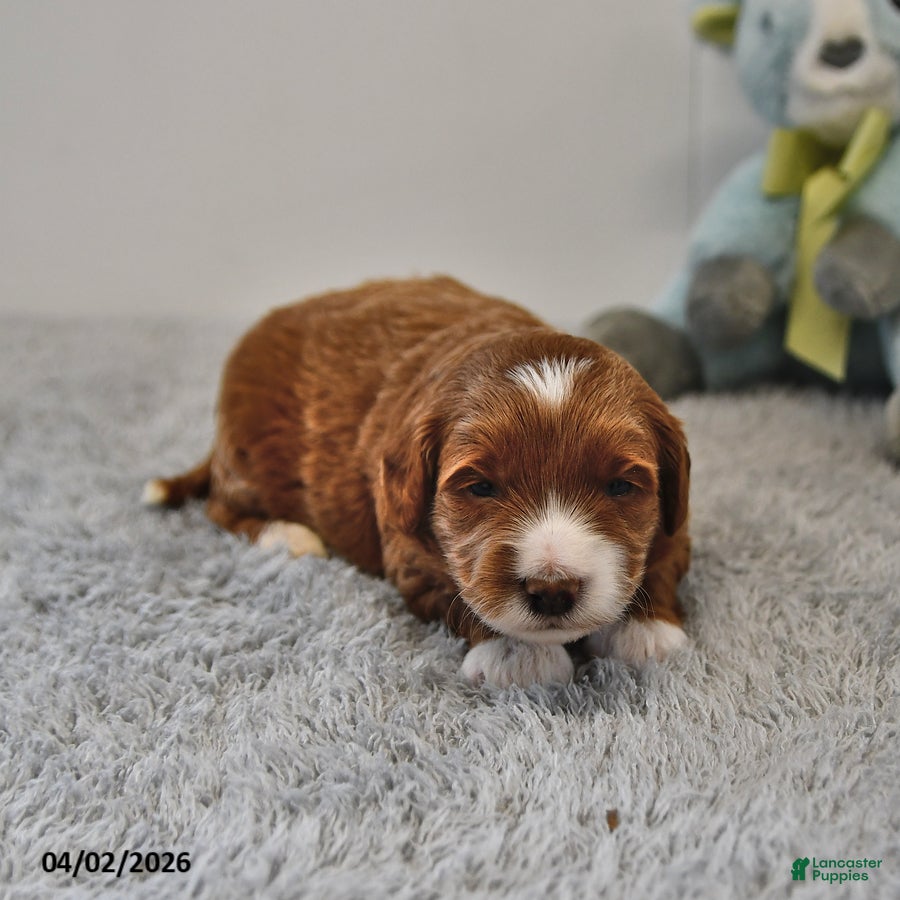 Mini Goldendoodle dogs Rocco - Ad 1