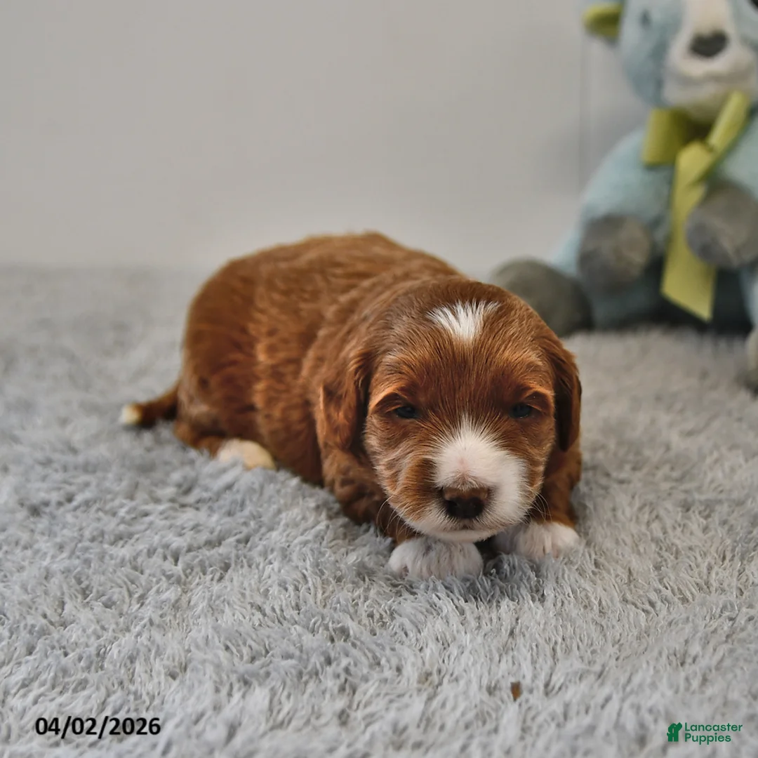 Mini Goldendoodle dogs for sale: Rocco - Ad 1