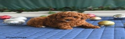 Toy Poodle dogs for sale: Penny - Ad 3