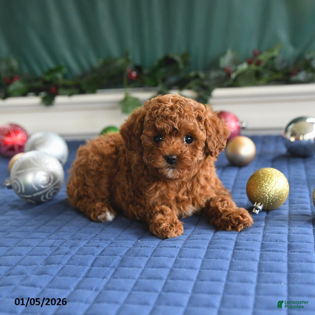 Toy Poodle dogs for sale: Penny - Ad 3