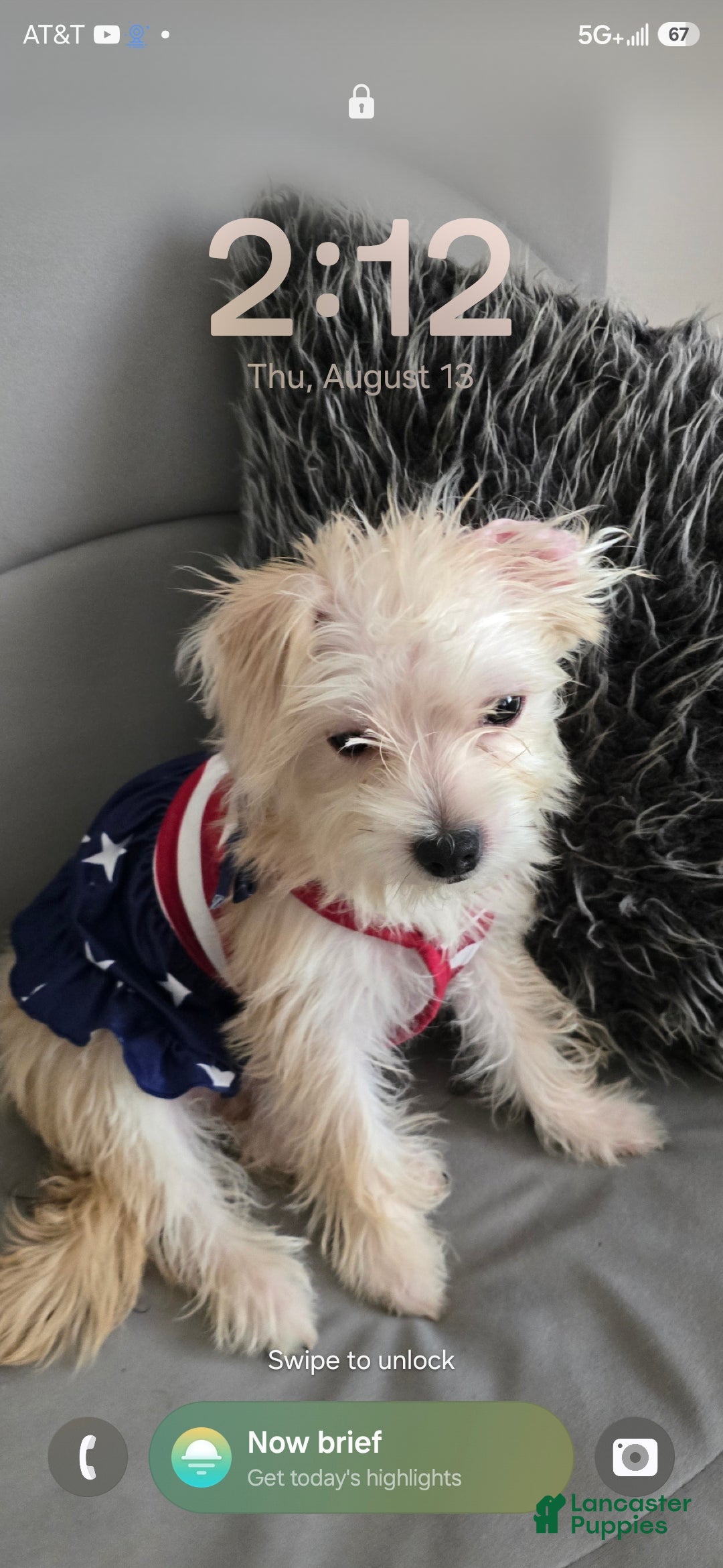 Morkie dogs Morkie 1 - Ad 28