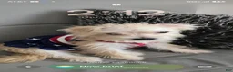 Morkie dogs for sale: Morkie 1 - Ad 1