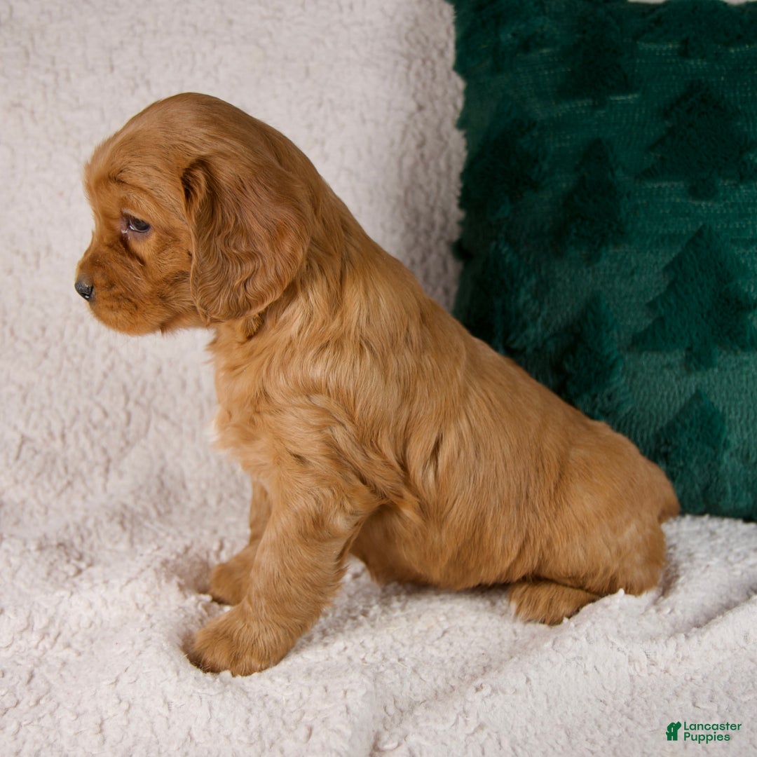 Mixed Breed dogs for sale: Millie - Ad 4