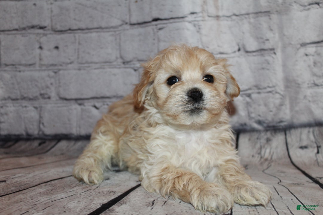 Morkie dogs for sale: Dasher - Ad 3