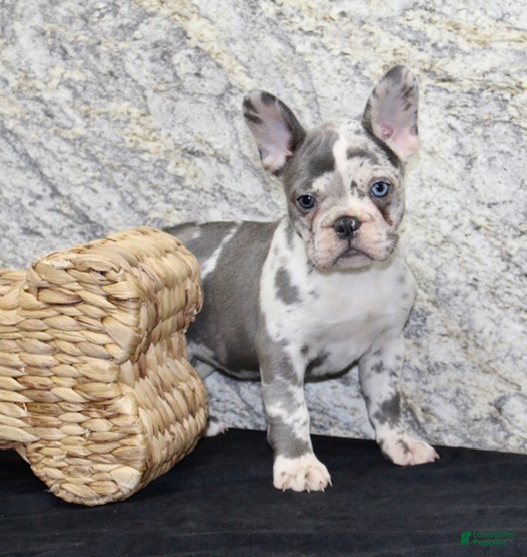 French Bulldog dogs for sale: Bella - Ad 6
