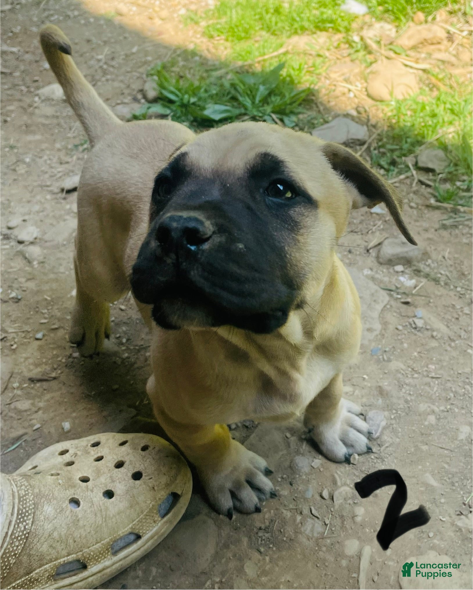 Mixed Breed dogs Mixed Breed Puppy 1 - Ad 38