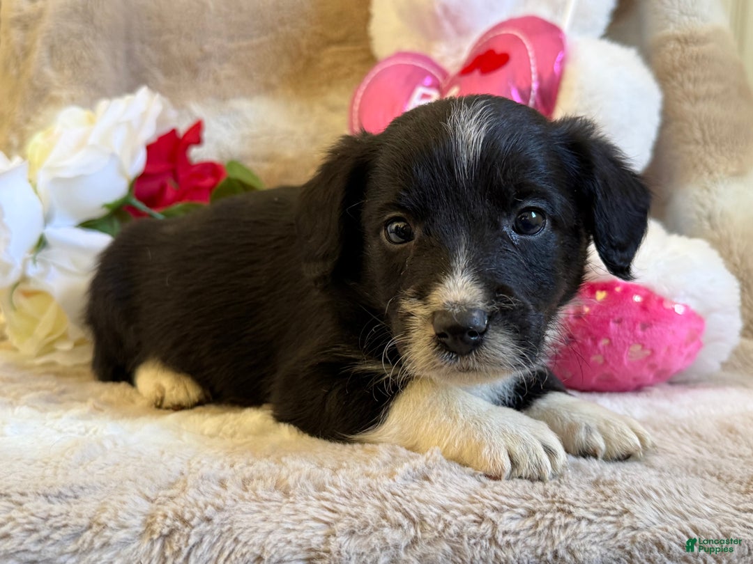 Mixed Breed dogs for sale: Arden - Ad 3