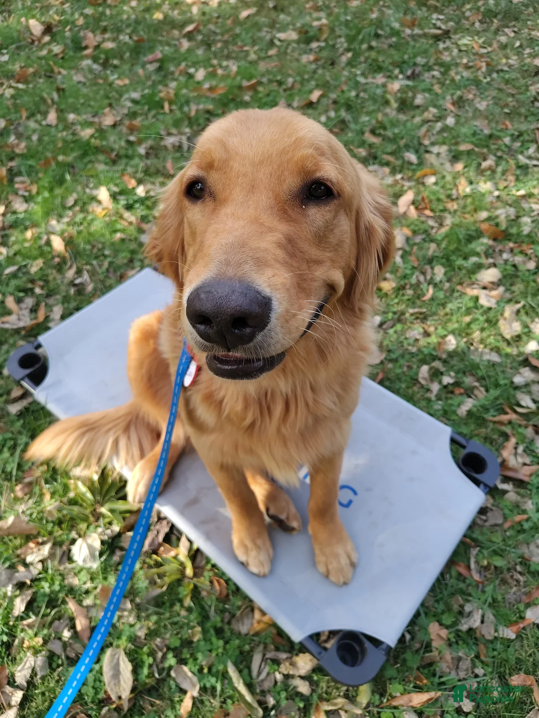 Golden Retriever dogs for sale: Koda - Ad 3