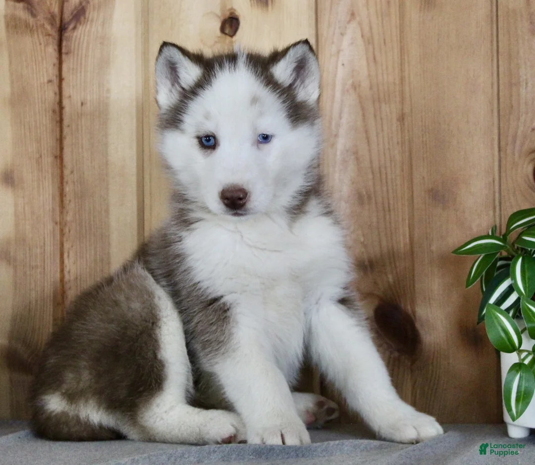 Siberian Husky dogs for sale: Dexter - Ad 4
