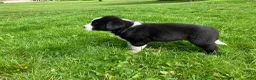 Mixed Breed dogs for sale: Buster Bear - Ad 8