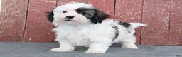 Shihpoo dogs for sale: Matthew - Ad 4