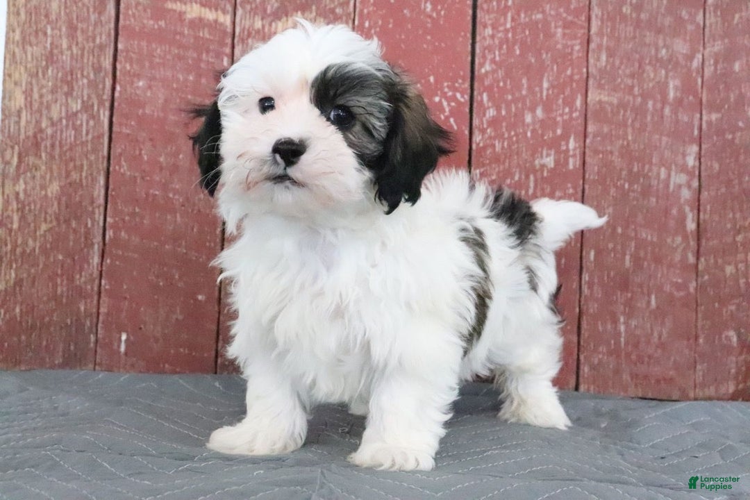 Shihpoo dogs for sale: Matthew - Ad 4