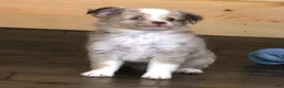 Toy Australian Shepherd dogs for sale: TRAVIS - RED MERLE - Ad 4
