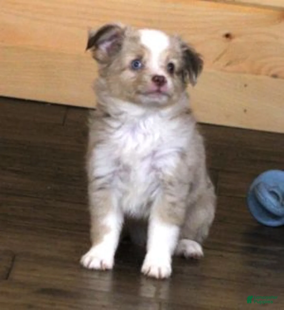 Toy Australian Shepherd dogs for sale: TRAVIS - RED MERLE - Ad 4