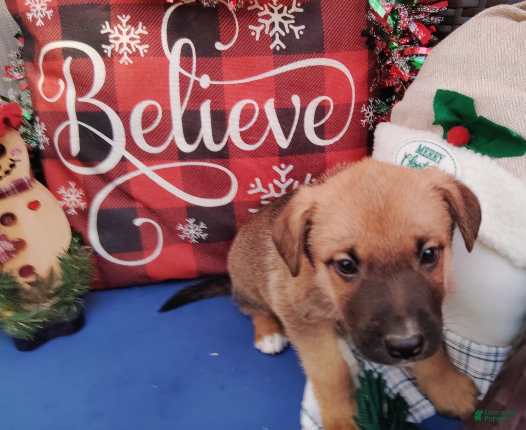 Mixed Breed dogs for sale: Scout - Ad 1