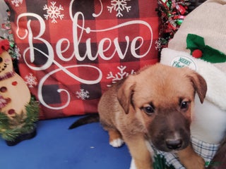 Mixed Breed dogs Scout - Ad 41