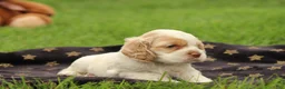Cocker Spaniel dogs for sale: Hickory - Ad 3