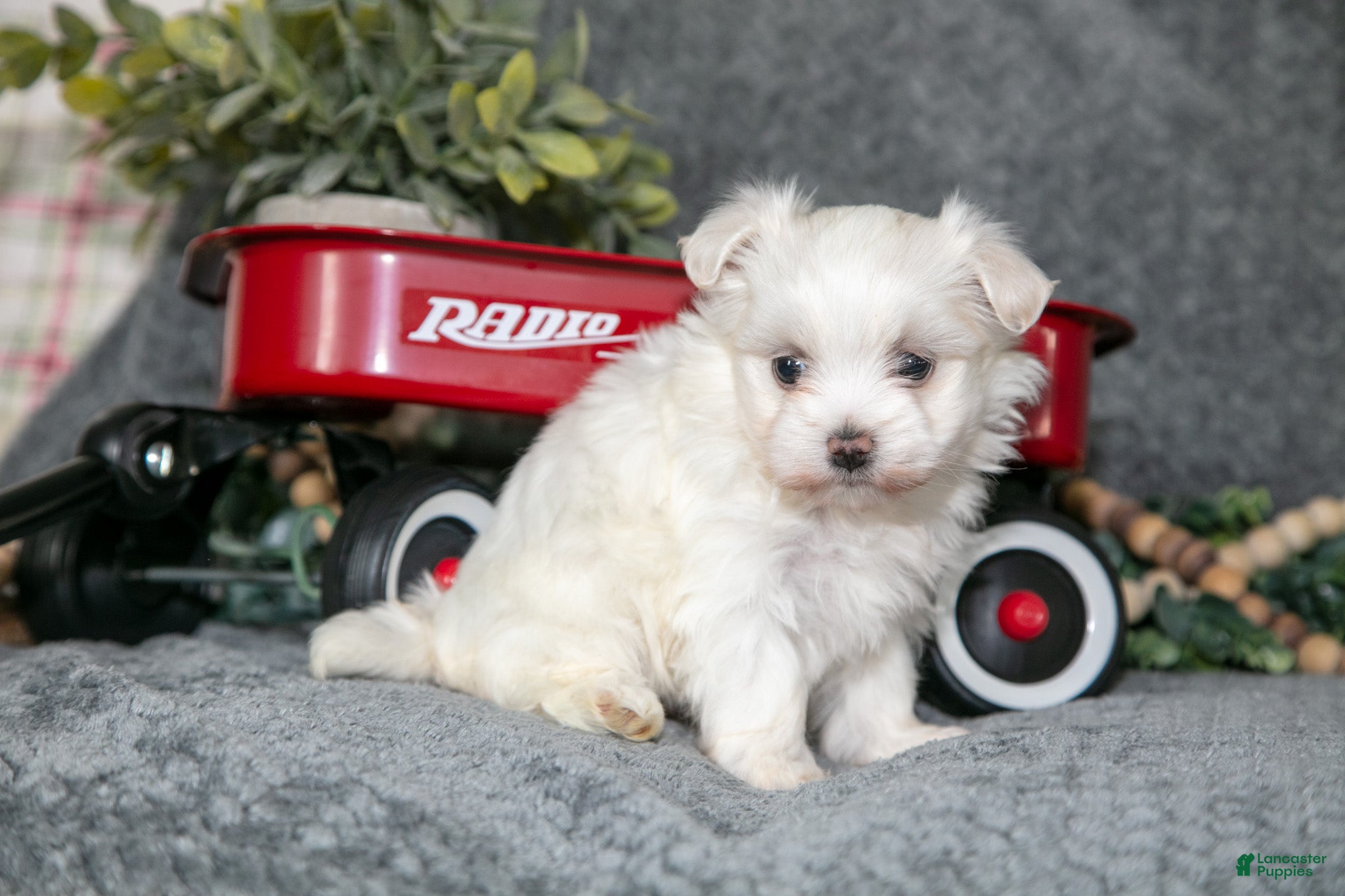 Maltese dogs Stella - Ad 13