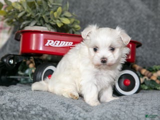 Maltese dogs Stella - Ad 34