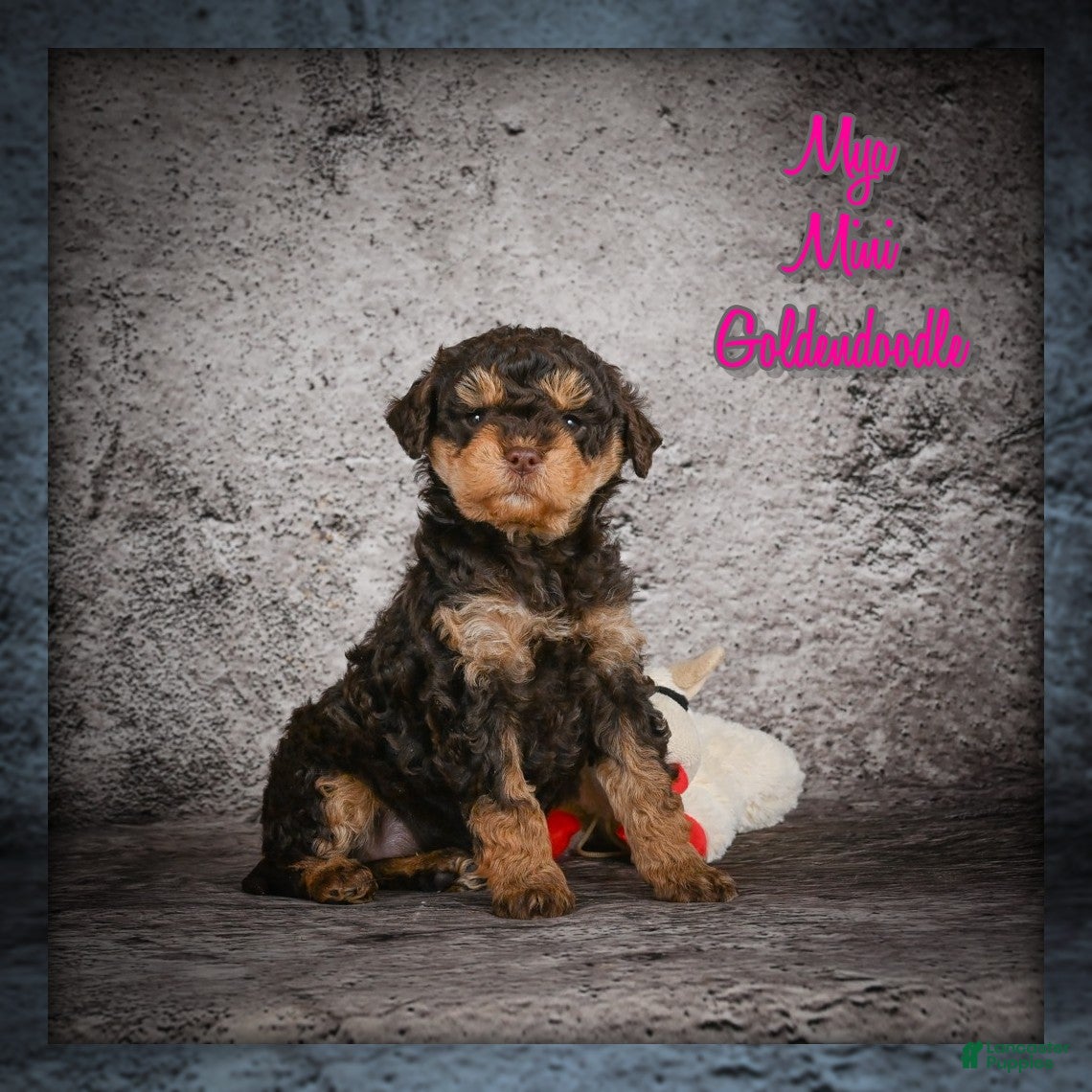Mini Goldendoodle dogs Mya - Ad 1