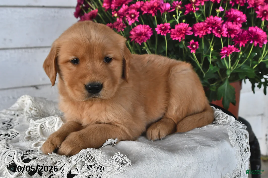 Golden Retriever dogs for sale: Rocky - Ad 2