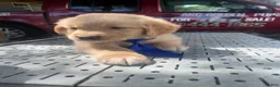 Golden Retriever dogs for sale: Golden Retriever 3 - Ad 7