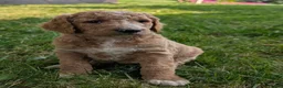 Goldendoodle dogs for sale: Tyson  - Ad 4