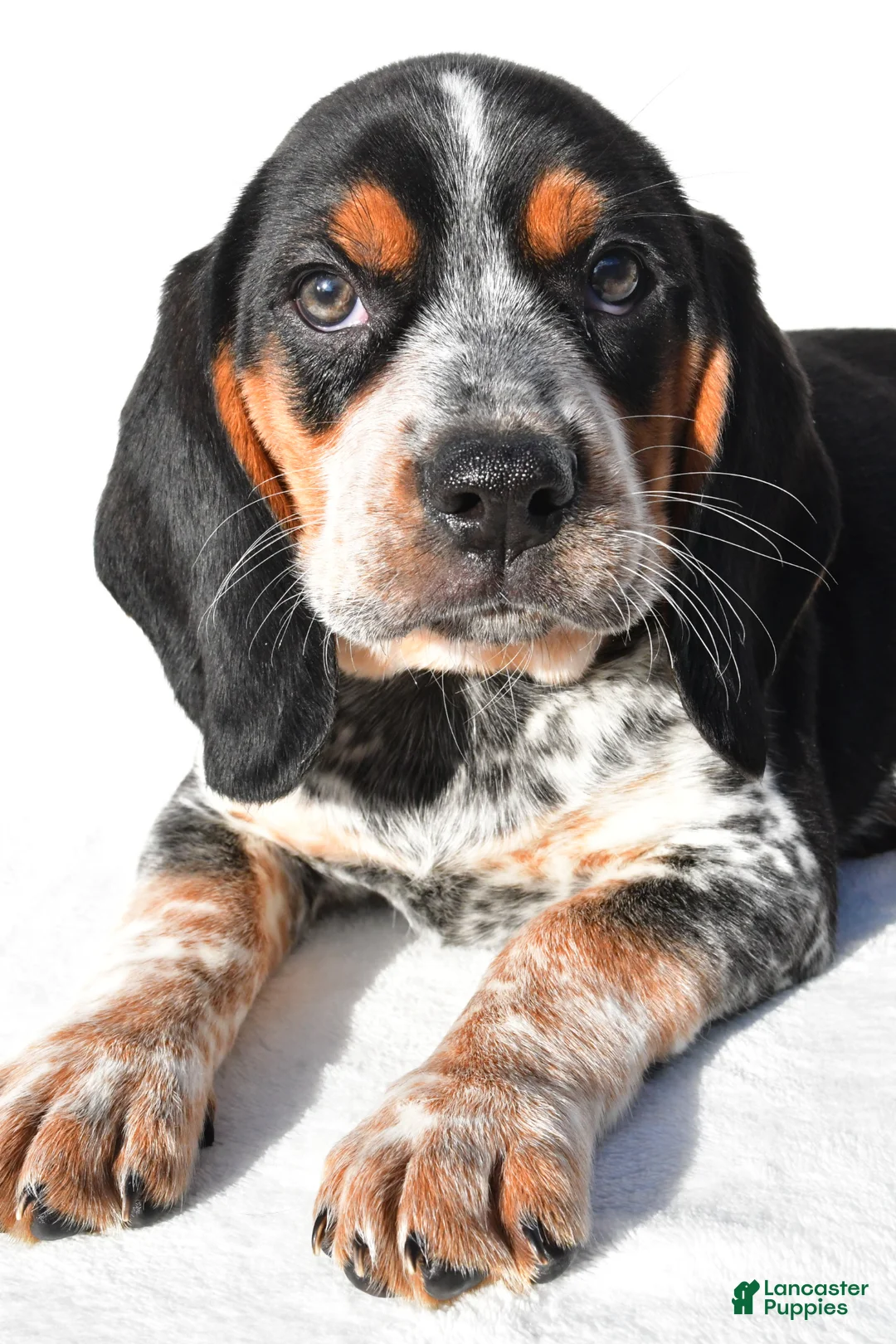 Beagle dogs for sale: Mike - Ad 2