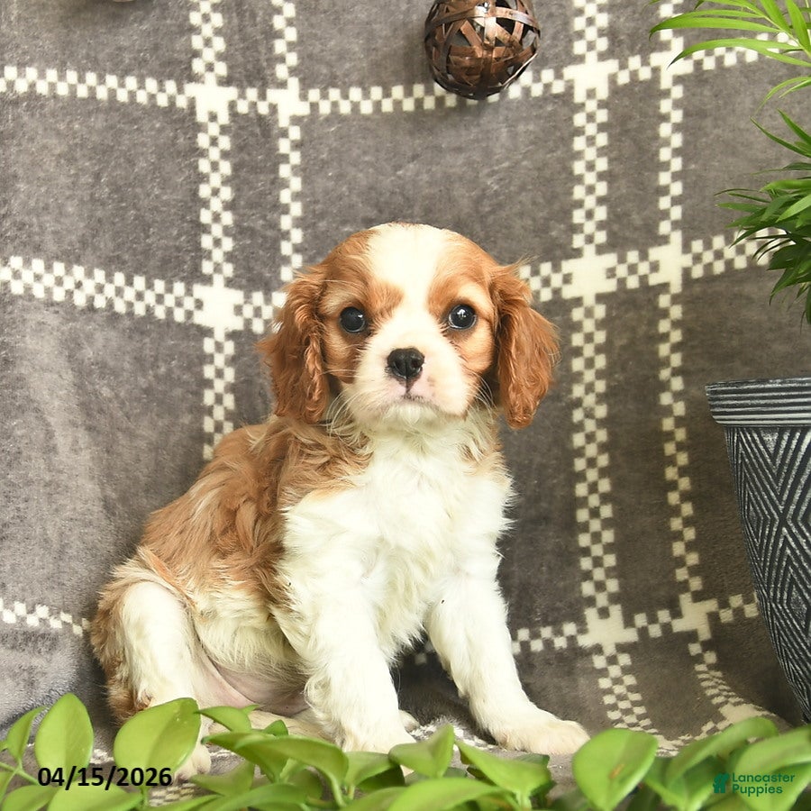 Cavalier King Charles Spaniel dogs Carmel Delight  - Ad 1