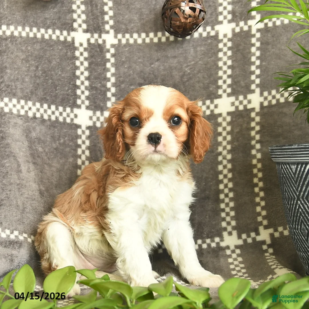 Cavalier King Charles Spaniel dogs for sale: Carmel Delight  - Ad 1