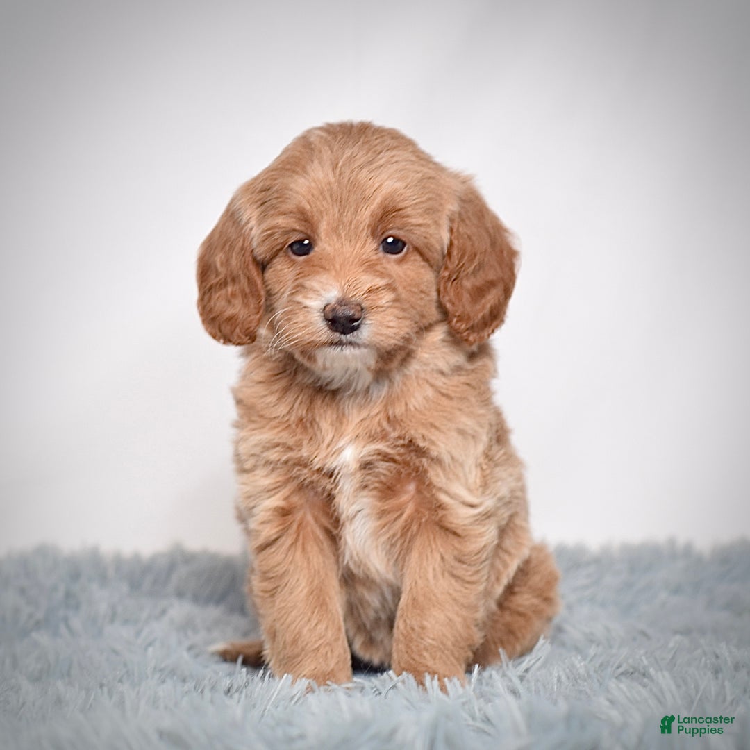 Mini Goldendoodle dogs for sale: Ms. Pearl - Ad 4
