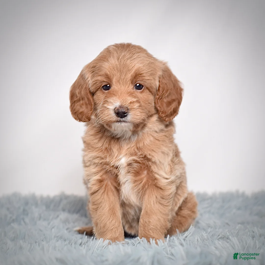 Mini Goldendoodle dogs for sale: Ms. Pearl - Ad 7